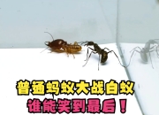 ac米兰-死磕到底，激烈角逐谁能笑到最后的简单介绍