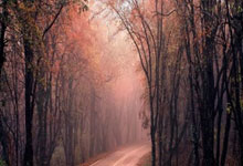 米兰体育入口-圣詹姆斯公园的叹息！纽卡斯尔主场鏖战，1-1平局背后暗藏英超中游困局